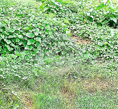 Green gras and plants in my field Stock Photo