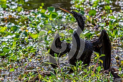 A Very Wet Snakebird (Anhinga) Using His Shadow to Hunt Fish. Stock Photo