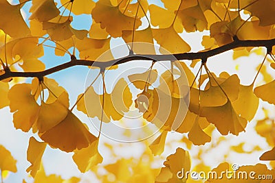 Very yellow gingo leaf Stock Photo