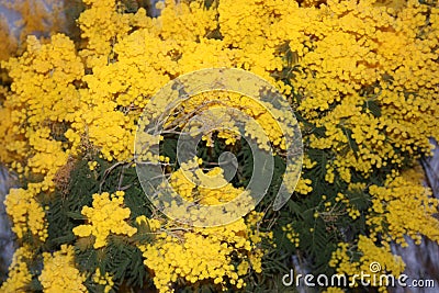 Very yellow seasonal mimosa plant just flowered in March Stock Photo