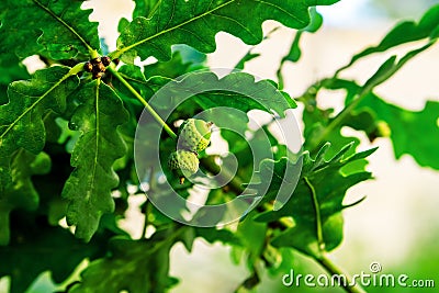 Very young acorns grow on a branch of oak. The concept of the beginning of the path. Stock Photo