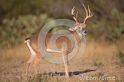 Very young buck Stock Photo