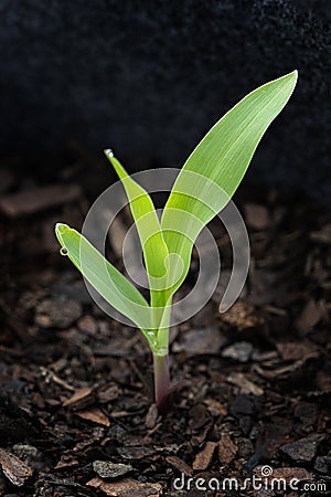 Very Young Corn Sprout Stock Photo