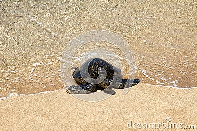 Very young green sea turtle coming up onto a sandy beach on Maui. Stock Photo