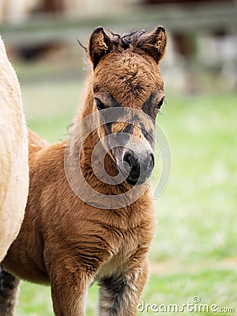 Headshot of a Young Shetland Foal Stock Photo