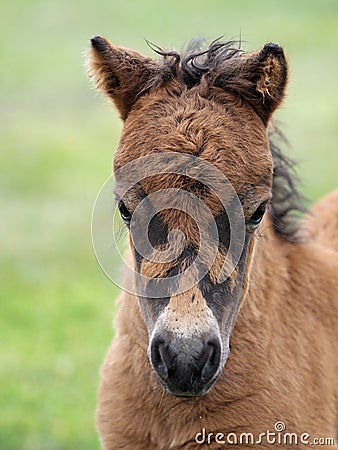 Headshot of a Young Shetland Foal Stock Photo