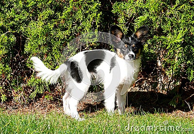 Very young papillon puppy in a garden Stock Photo