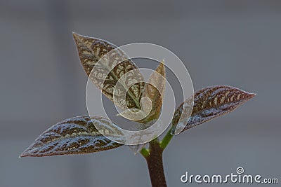 Very young seedling growing. Sprout avocado Stock Photo