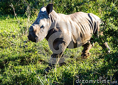 Baby white rhino walking in the field Stock Photo