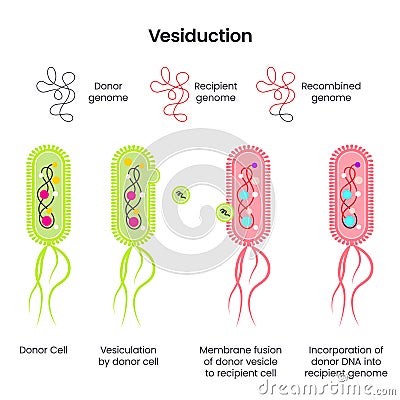 Horizontal Gene Transfer in bacteria via vesiduction scientific vector illustration infographic Cartoon Illustration