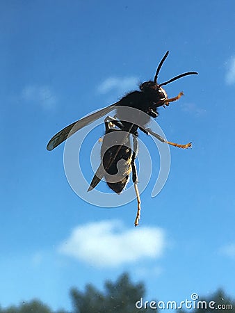 Vespa velutina asian wasp Stock Photo