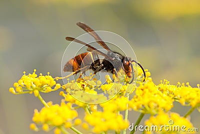 Vespa velutina Stock Photo