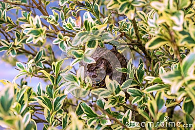 Vespiary. Wasps have placed him in the branches of a bush. Stock Photo