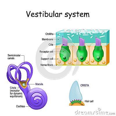 Vestibular system with crista, macula, cochlea and receptor cells Vector Illustration