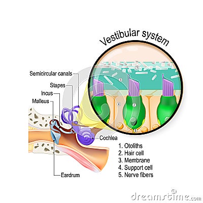 Vestibular system. inner ear with cochlea. Closeup of hair cells in a macula Vector Illustration