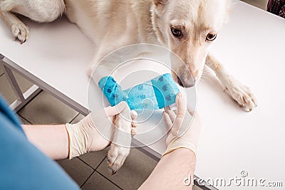 Vet bandaging paw of a dog. Stock Photo