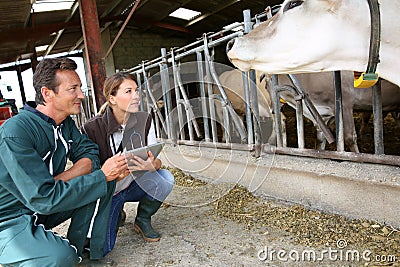 Vet and breeder discussing health of farm animals Stock Photo