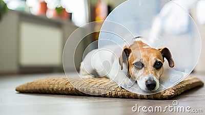 Vet collar dog Stock Photo