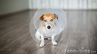 Vet collar dog Stock Photo