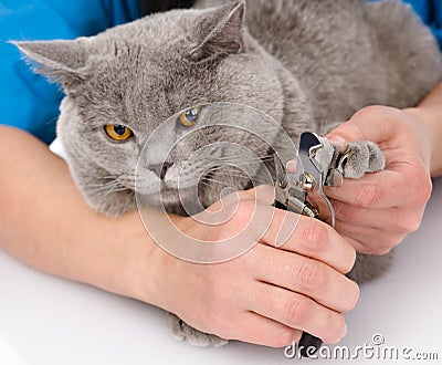 Vet cutting cat toenails. on white background Stock Photo