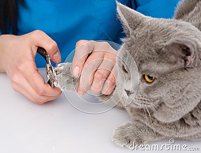 Vet cutting cat toenails. on white background Stock Photo