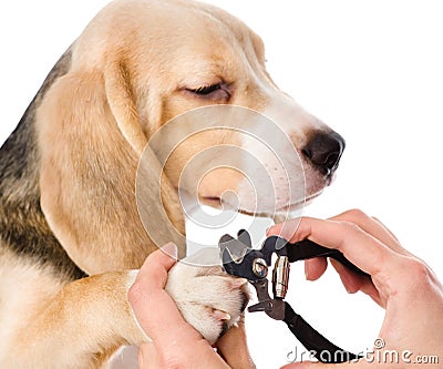 Vet cutting dog toenails. isolated on white background Stock Photo