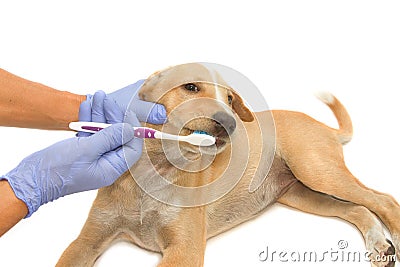 Vet dentist cleaning dog's teeth with toothbrush Stock Photo