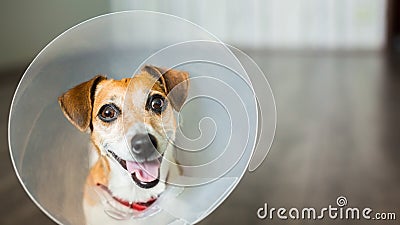 Vet dog collar cute Stock Photo