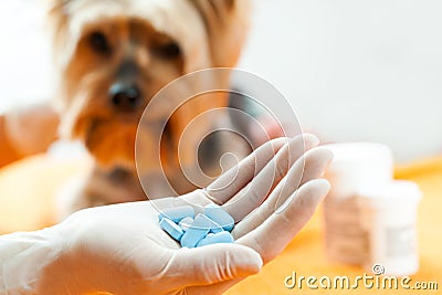 Vet with dog pills. Stock Photo