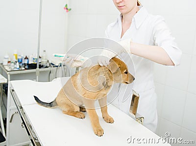 Vet doing vaccination dog Stock Photo