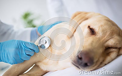 Vet examination sick dog Stock Photo