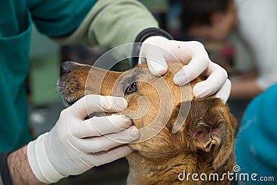 Vet examine the dog eyes before adoption Stock Photo