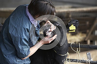 Vet Examining Calf Stock Photo