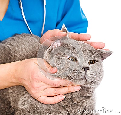 Vet examining a cat's ear. isolated on white background Stock Photo