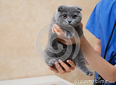 Vet examining cute little kitten in veterinary clinic. Stock Photo