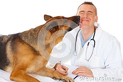 Vet examining dog Stock Photo