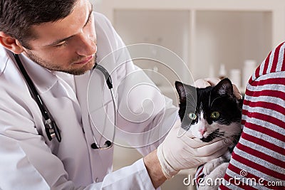 Vet examining pretty cat Stock Photo