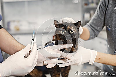 Vet gives an injection of pussy after surgery Stock Photo