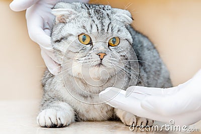 Vet gives medication for animal.a white tablet is given to a cat gray Scottish Fold cat.The concept of taking medicines for Stock Photo