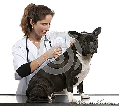 Vet giving an injection to a Crossbreed dog Stock Photo