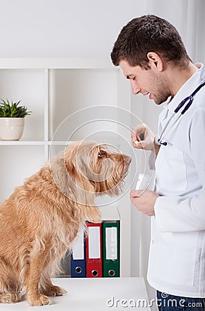 Vet giving medicament to dog Stock Photo