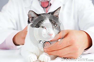 Vet listens a feline Stock Photo