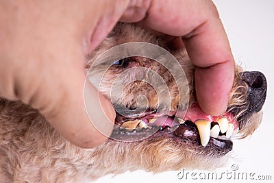 Vet showing pet dog teeth coated with plaque and tar Stock Photo