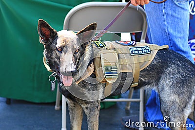 Veteran German Shepherd Service Dog Editorial Stock Photo