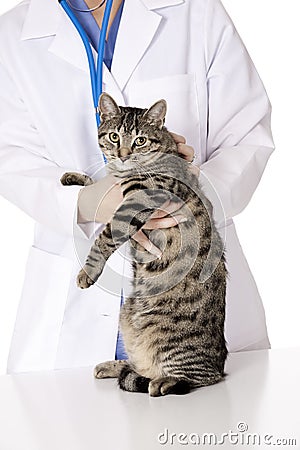 Beautiful Caucasian woman Veterinarian examining a kitten Stock Photo