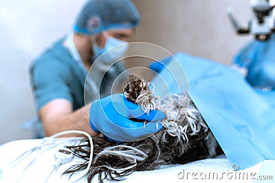 Veterinarian anesthesiologist check condition of patient and adjust drug dose Stock Photo