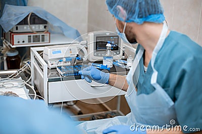 Veterinarian anesthesiologist check condition of patient and adjust drug dose Stock Photo