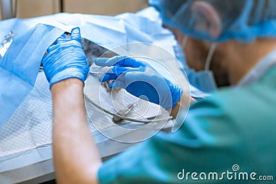 Veterinarian anesthesiologist check condition of patient and adjust drug dose Stock Photo