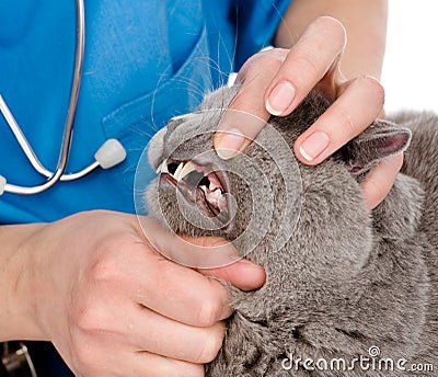 The veterinarian checks teeth to a cat Stock Photo