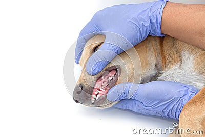 The veterinarian checks teeth to a dog. Stock Photo